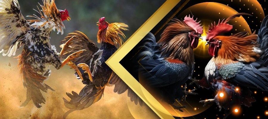 A promotional image for Diwata Play Free Bonus featuring two scenes of cockfighting. The left side shows two roosters in mid-fight with feathers flying, while the right side displays a stylized depiction of roosters facing off. The image highlights the thrilling and competitive nature of the event. Diwata Play Free Bonus.